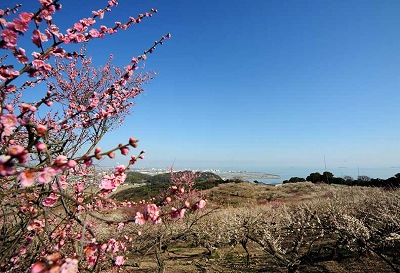 綾部山梅林